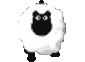sheep