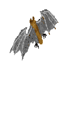 back-right